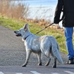 Anulación de la multa impuesta por pasear al perro a una distancia superior a 1 Km. de su domicilio