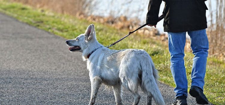 Anulación de la multa impuesta por pasear al perro a una distancia superior a 1 Km. de su domicilio