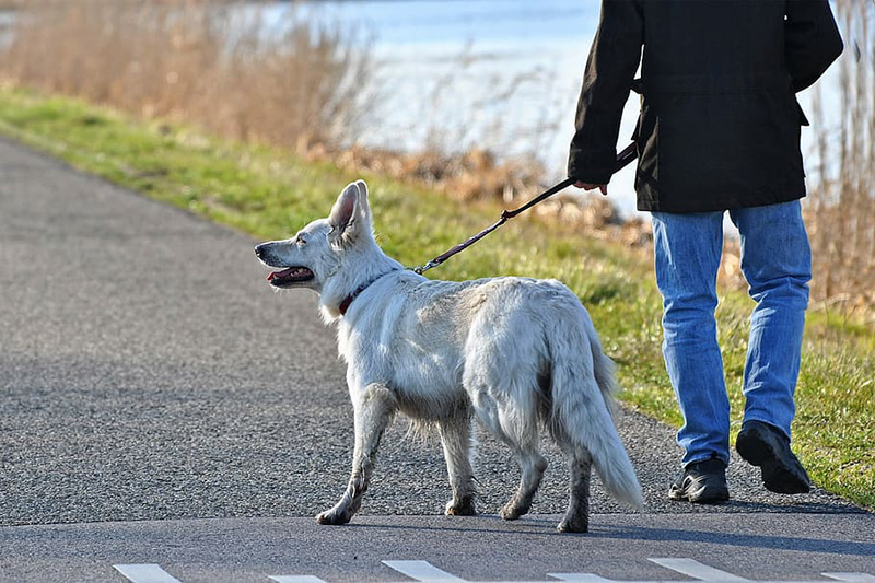 dog canine mammal animal